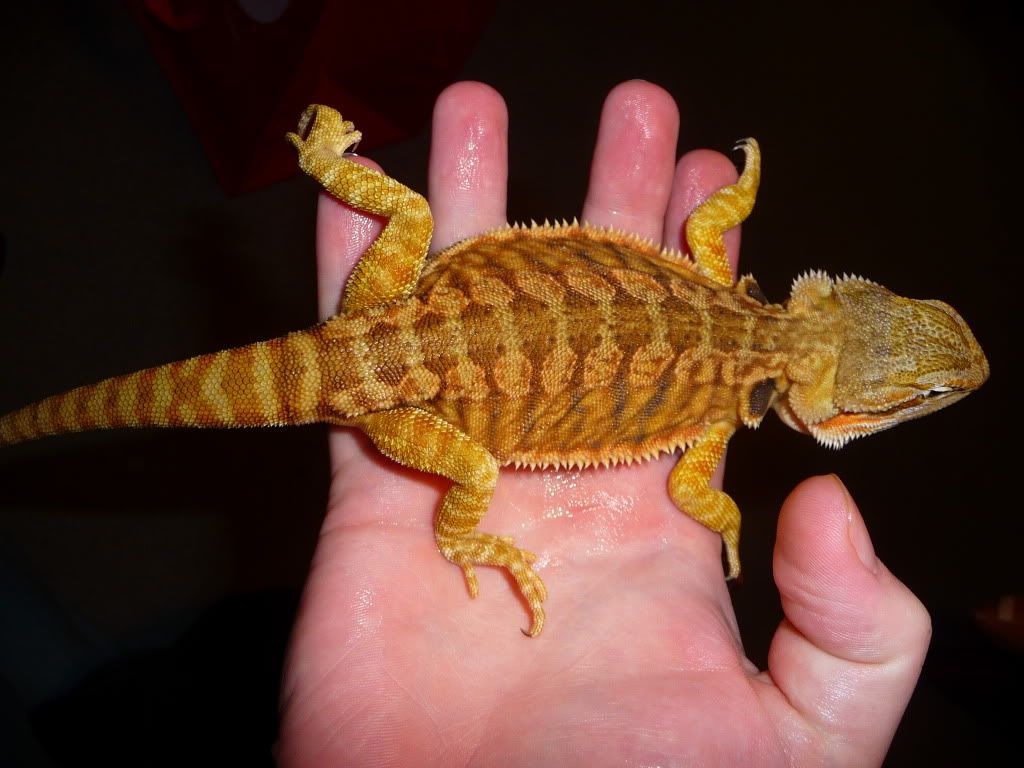 mites? • Bearded Dragon . org